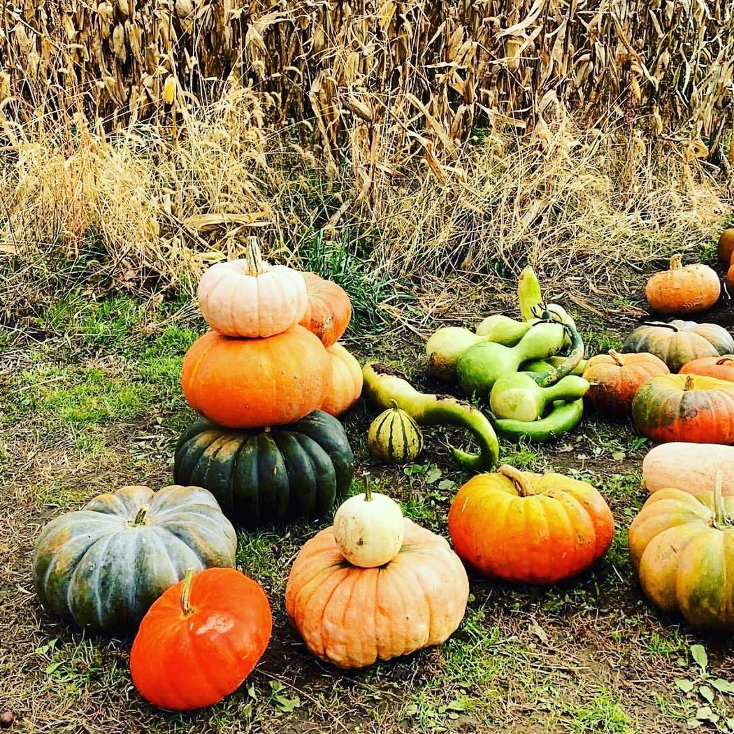 Harris Hill Farm 2