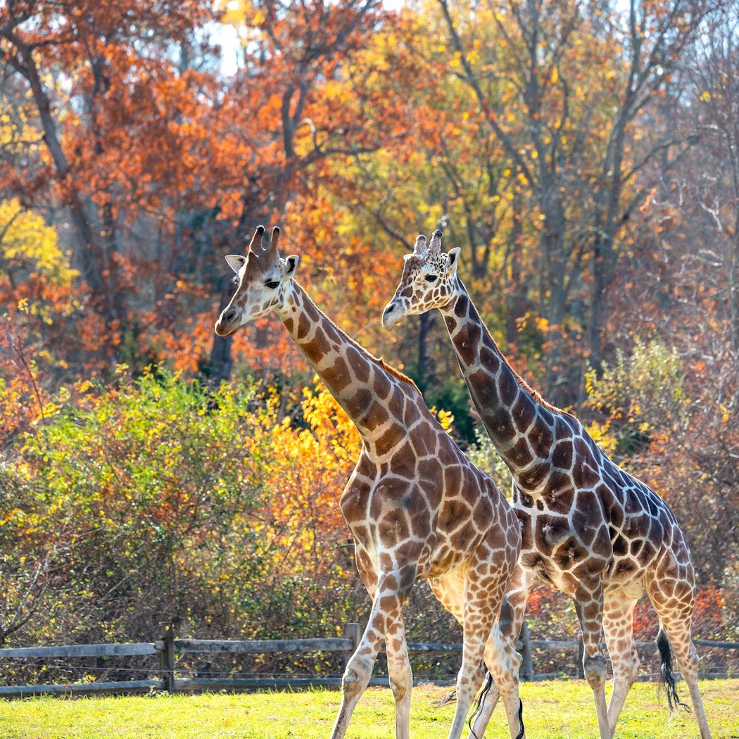 Cape May County Park & Zoo 1
