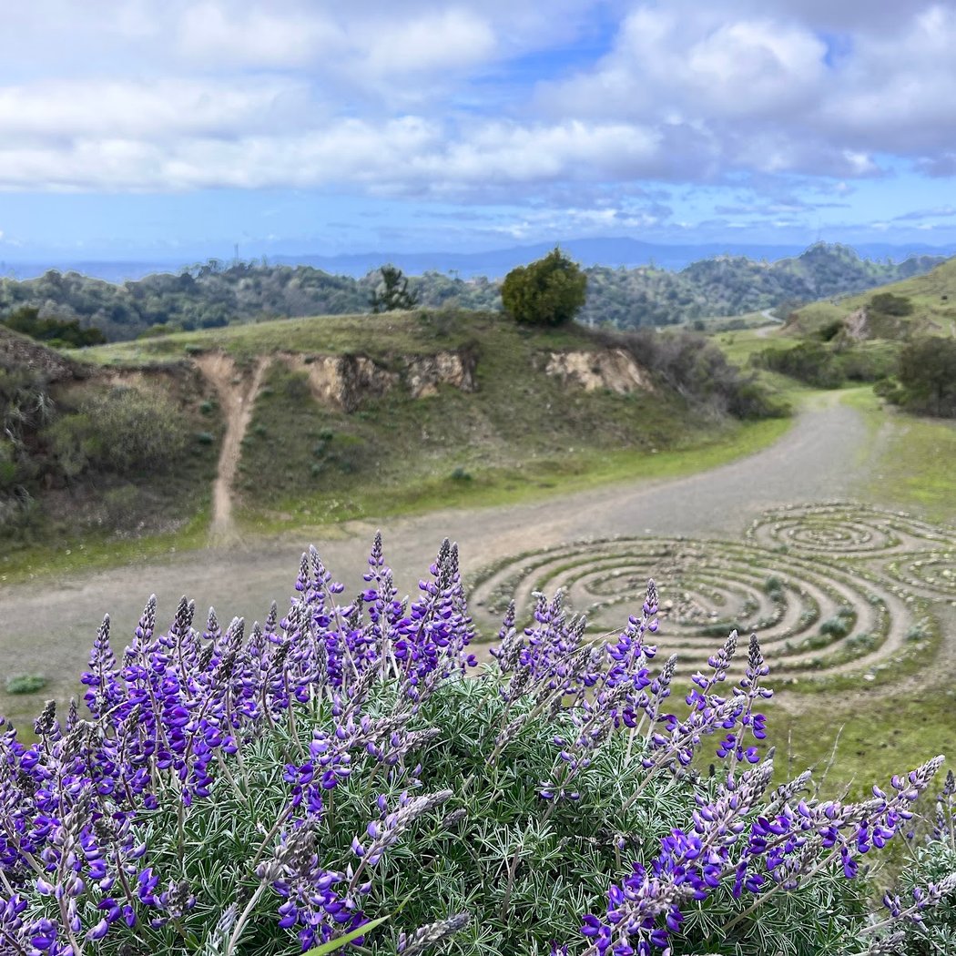Mazzariello Labyrinth 1