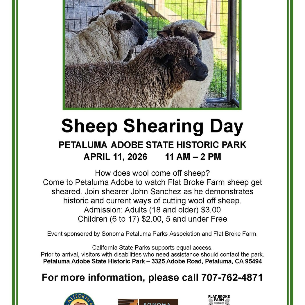 Sheep Shearing Day 1