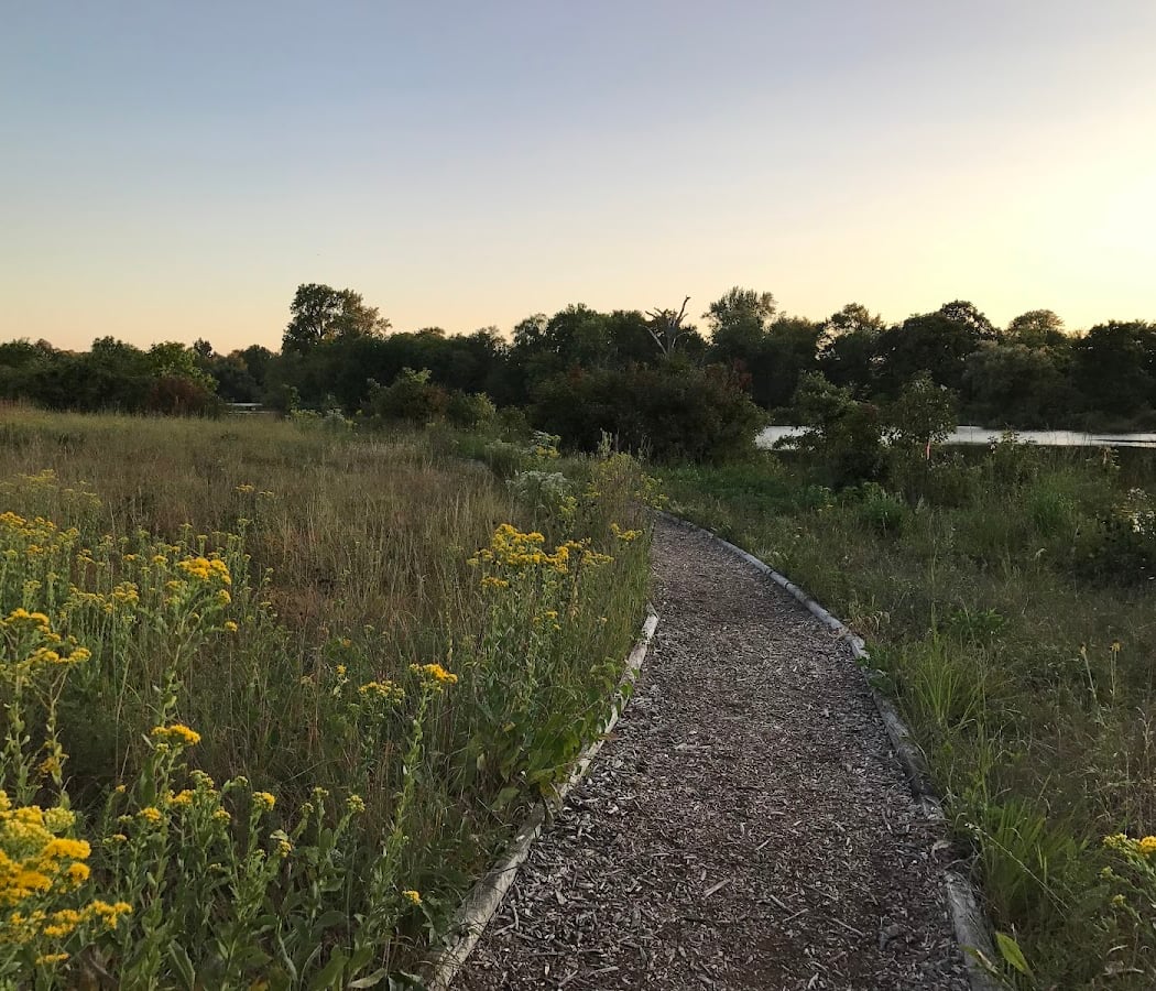 Jackson Park Bobolink Meadow 3
