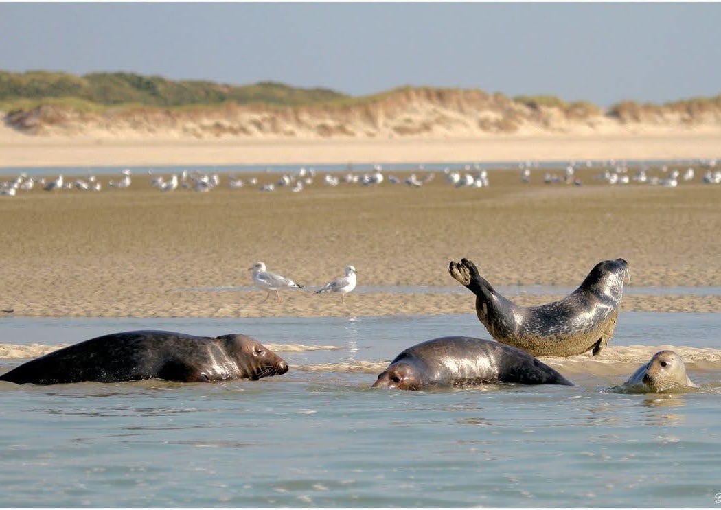 Baie d'Authie 1