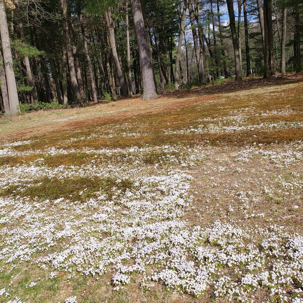 Brainerd Park 3