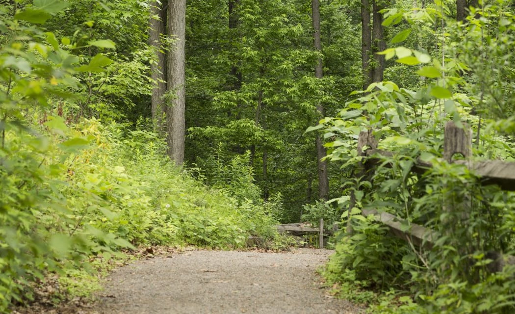 Forest Bathing 1