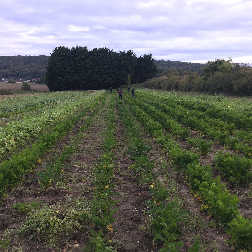 The Marcoussis Vegetable Gardens 3