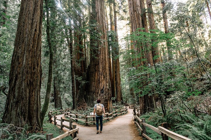 San Francisco, Muir Woods, Sausalito and optional Alcatraz tour 1