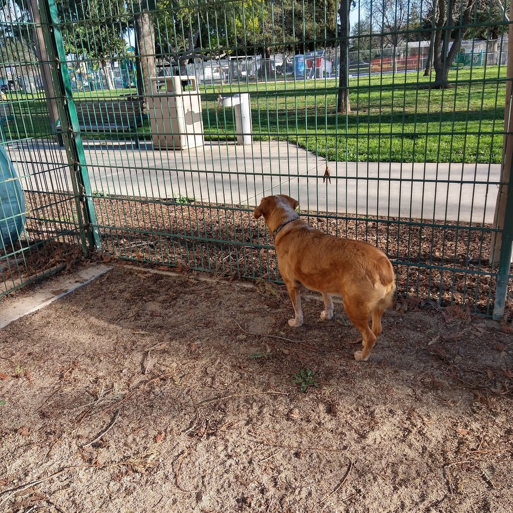 Butcher Dog Park 3