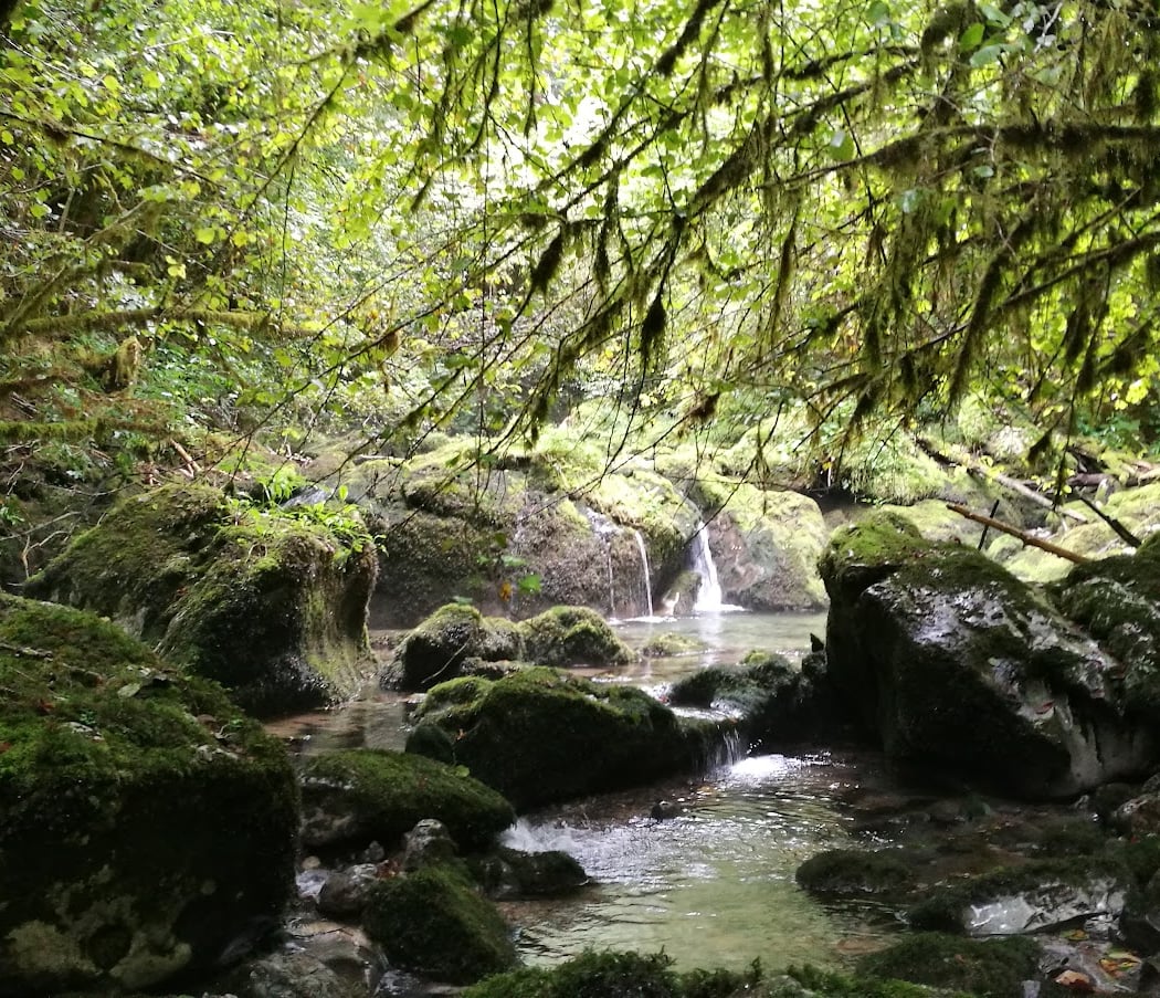 La Petite Amazonie 1
