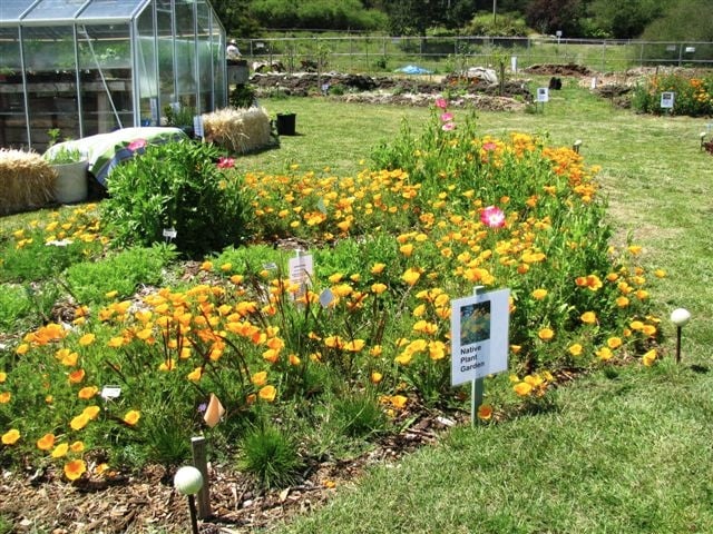 Veggie, Herb & Flower Starts Sale 3