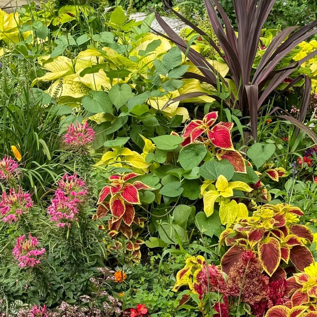 Sheffield Garden Walk 3