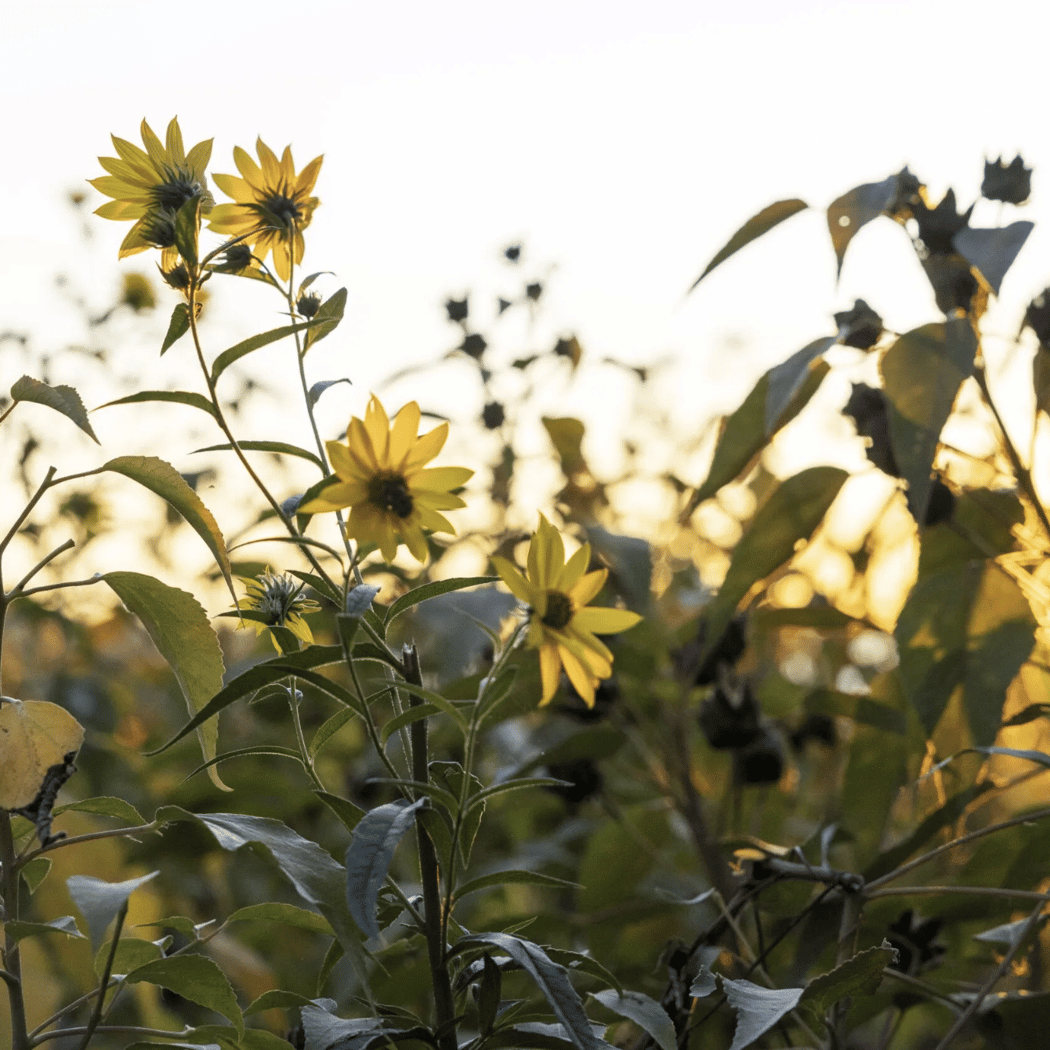 Kids Week: Sensory Perception Hike 1