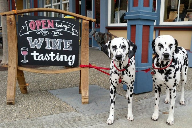 Yappy Hour 1