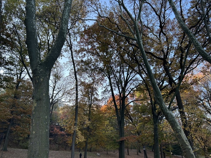 Forest Assessments in NYC with Natural Areas Conservancy 1