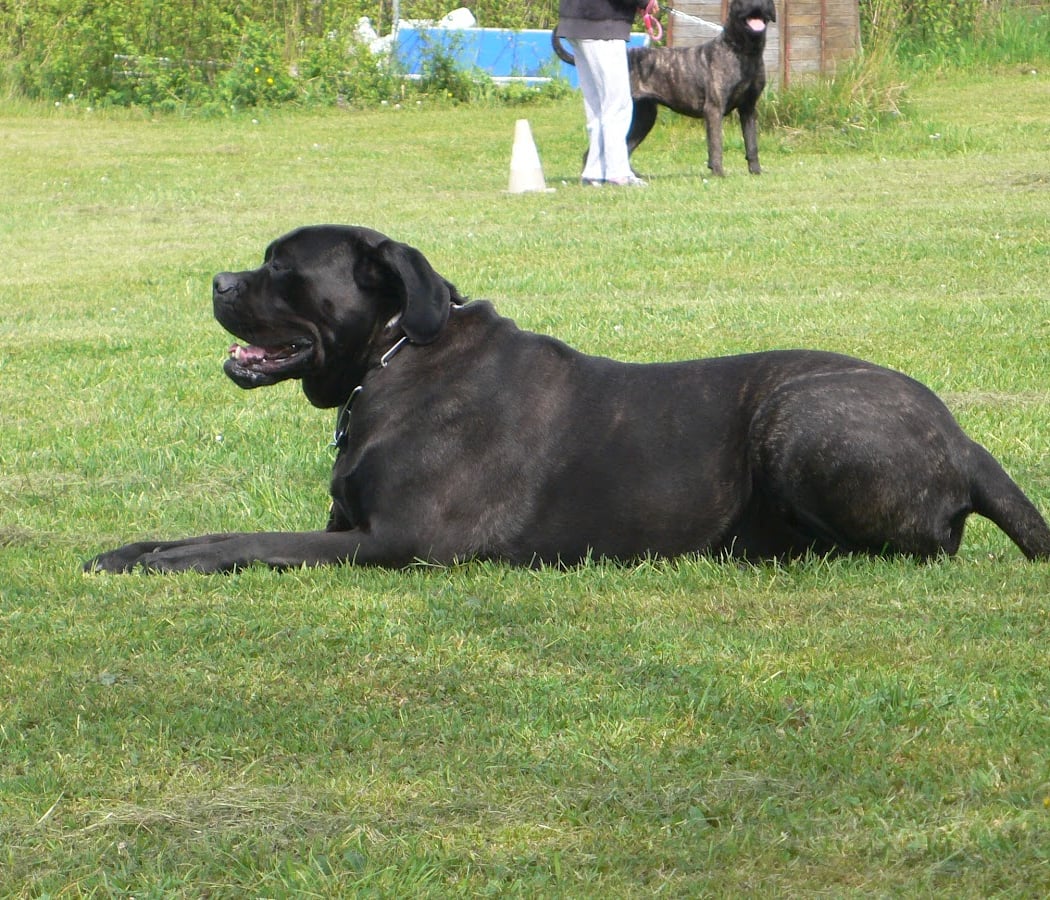 Le domaine de Champagne (Pension et Education canine) 1