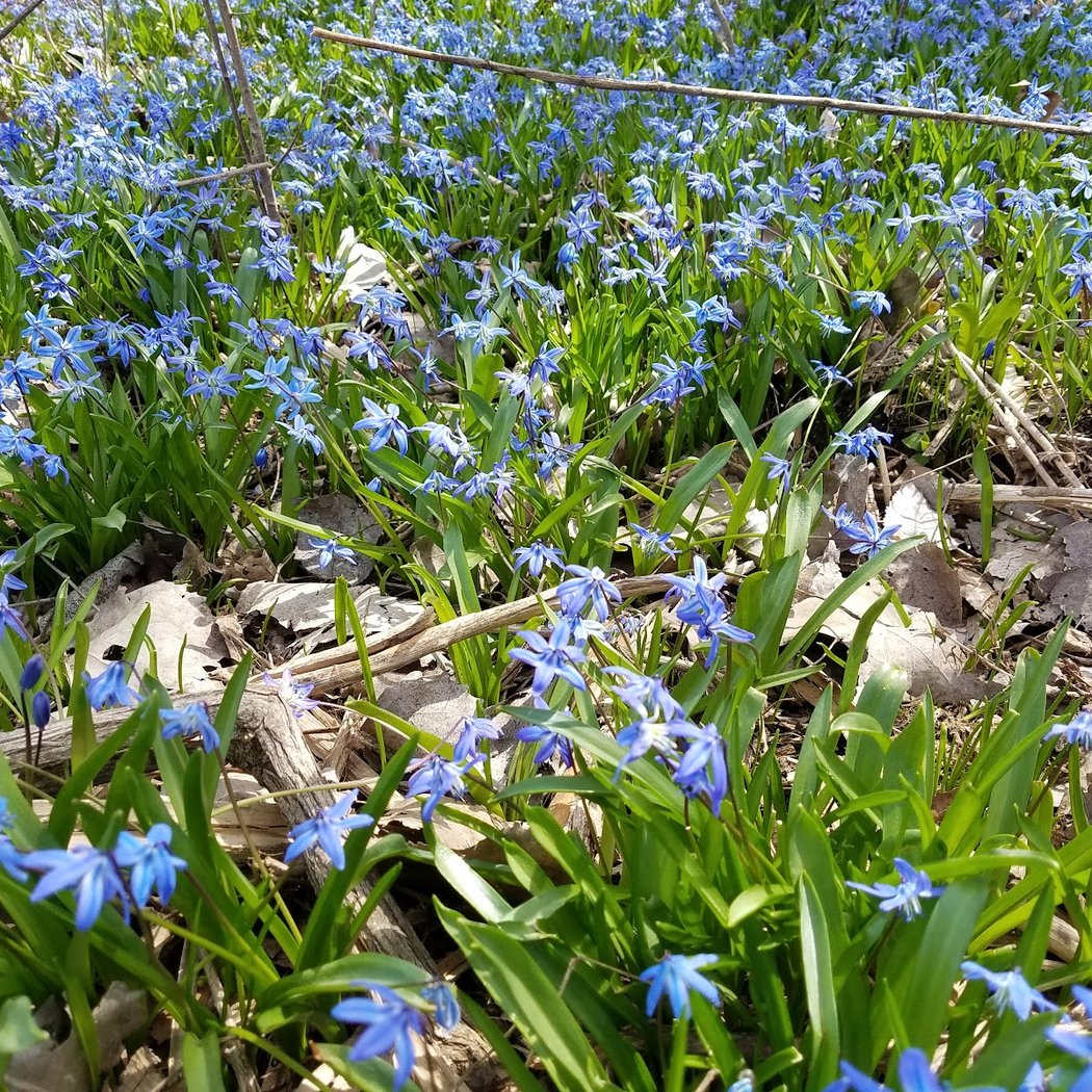 Bluffs Nature Area 4