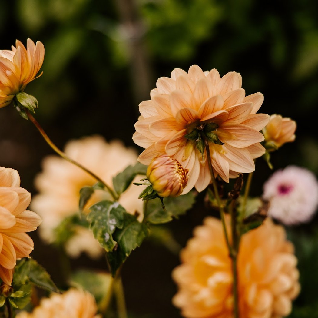 Dahlia Dell 1