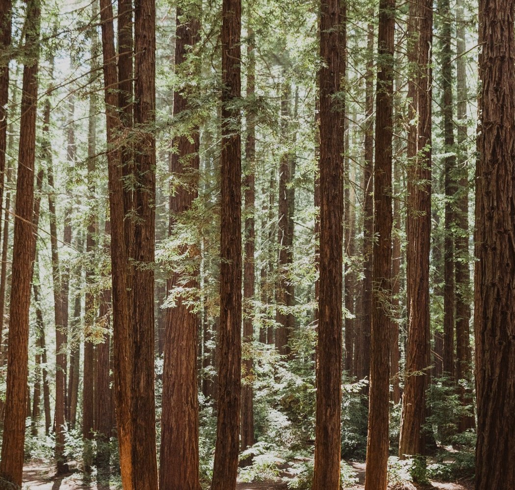 Joaquin Miller Park 1