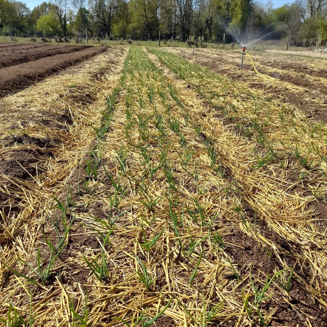 Potager de l'Impasse 2