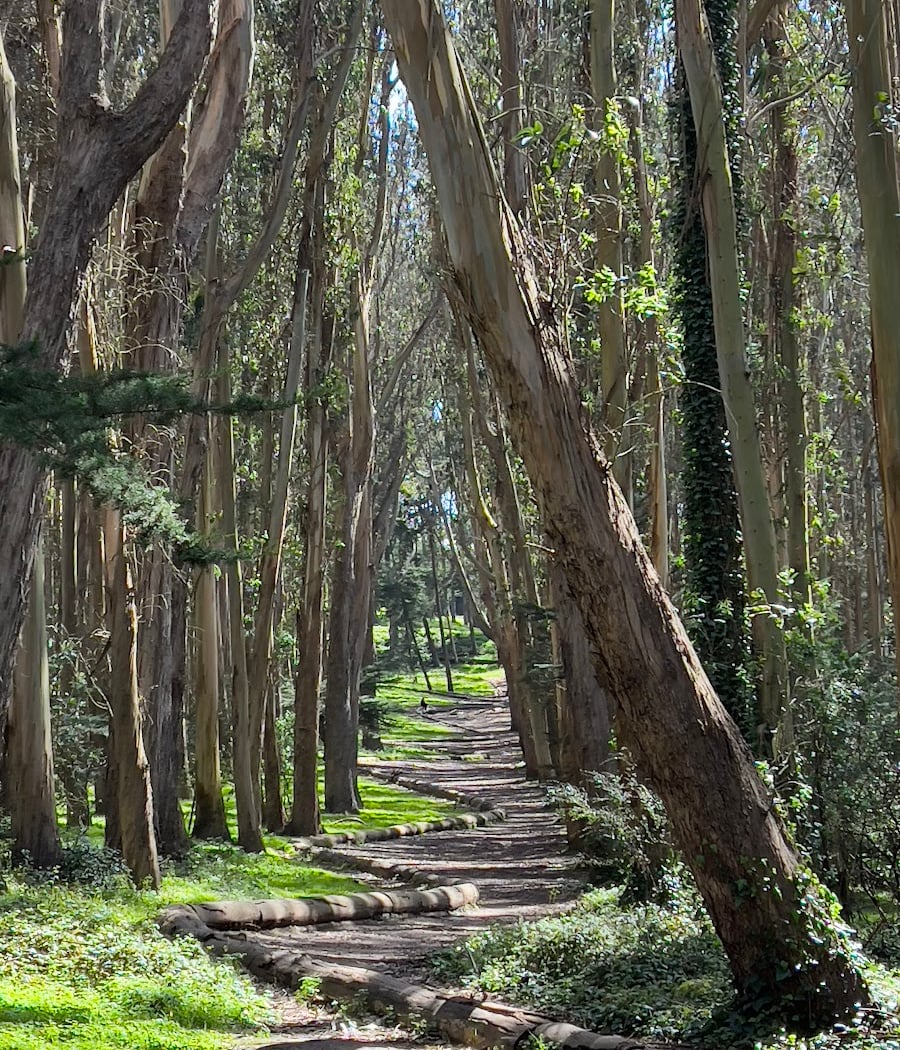 Lovers’ Lane Trail 5