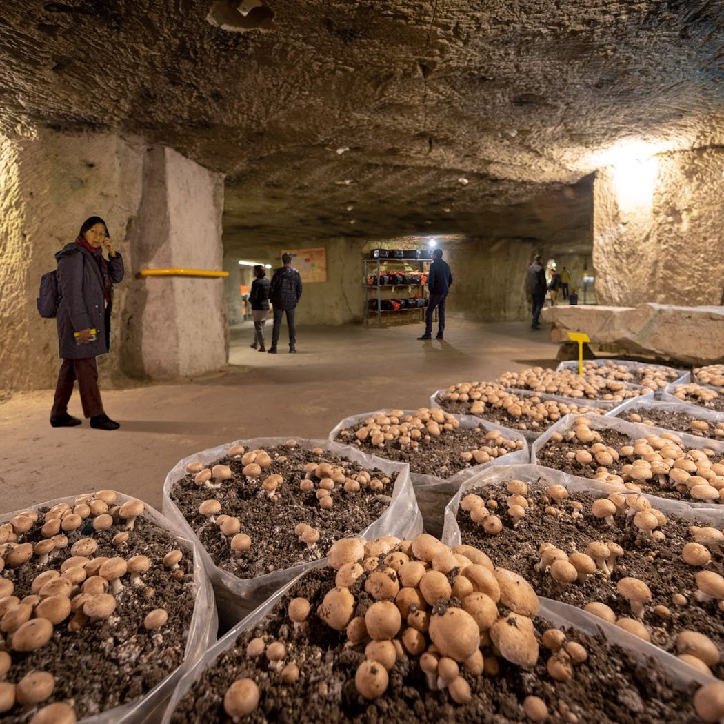 Musée du Champignon 3