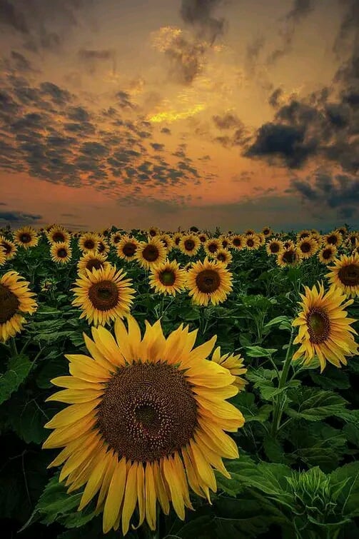 Sunflower Valley Farm 1