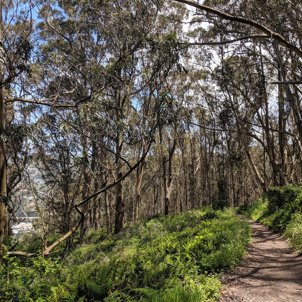 Montara Mountain Trail Run 4