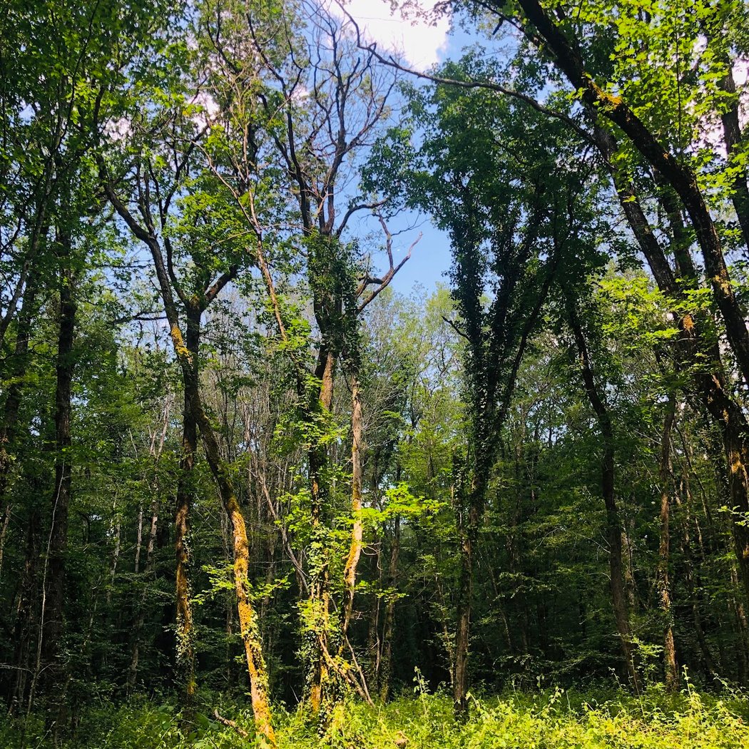 Foret de Benon 3