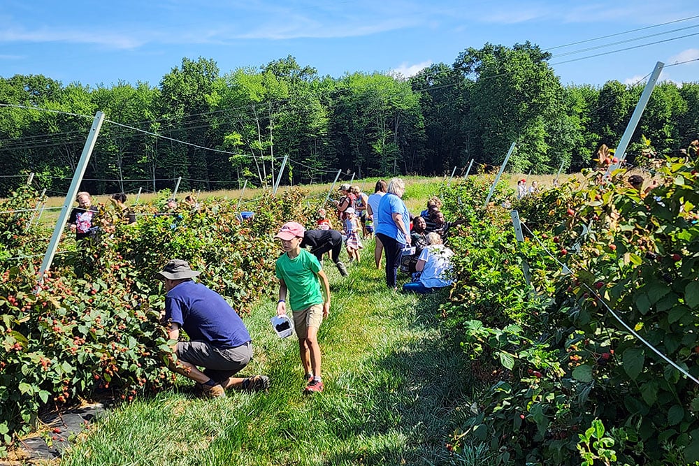 Berry Walk 1
