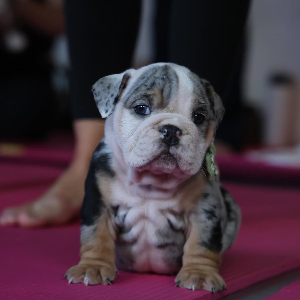 English Bulldog Puppy Yoga 1