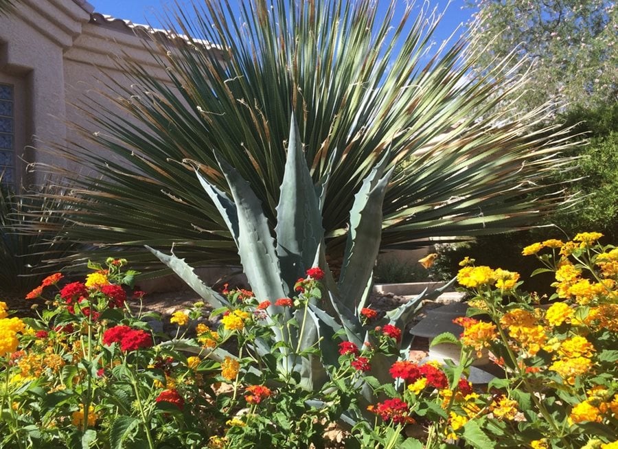 Desert Gardening 101 4