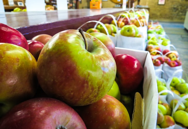 Apple Picking 1