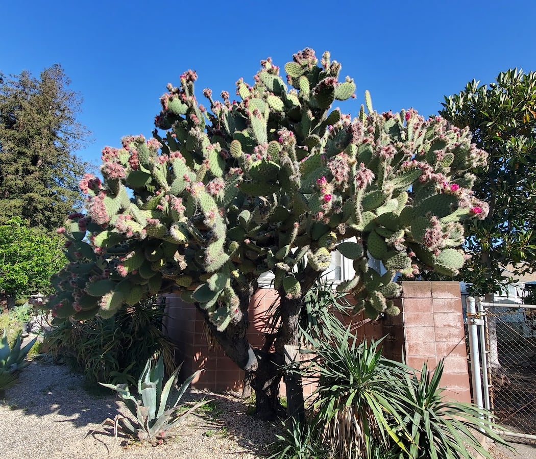 Succulent Garden 3
