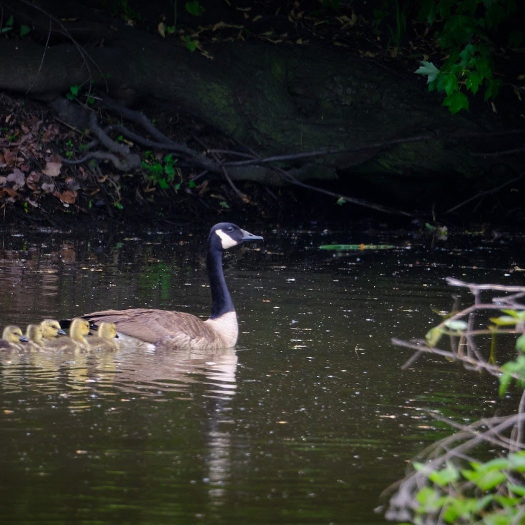 Losen Slote Creek Park 3