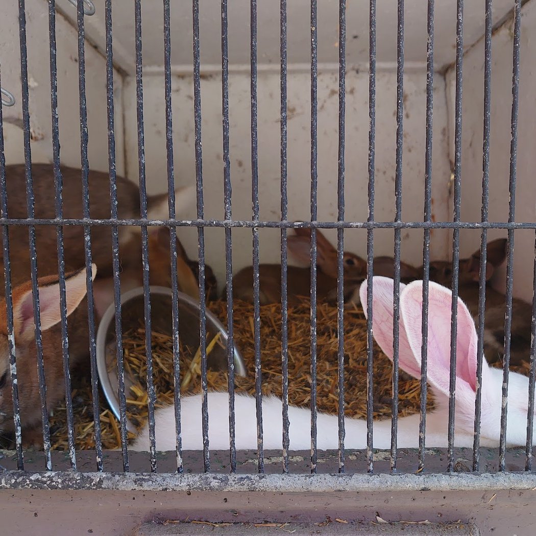 Chasse aux œufs de Pâques 2