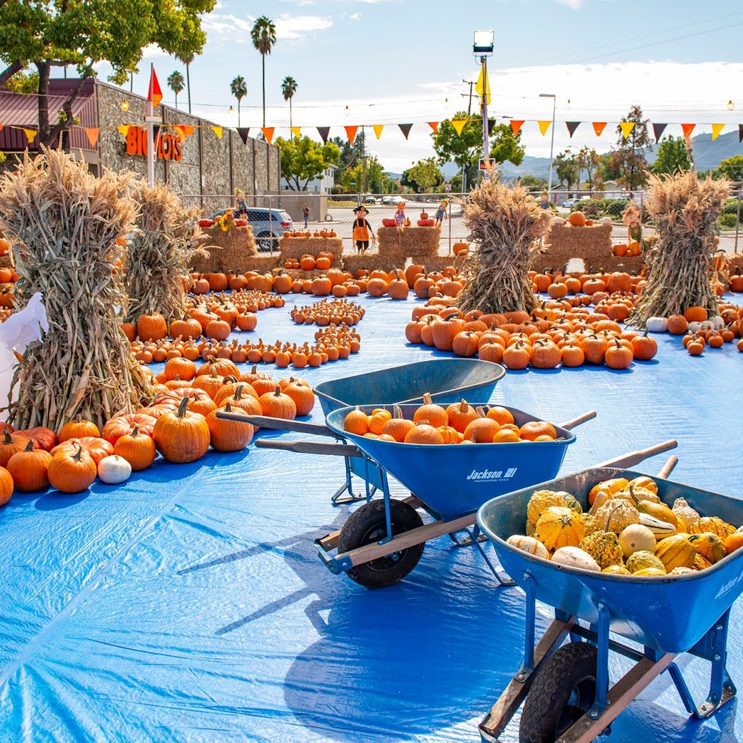 ABC Tree Farms & Pick of the Patch Pumpkins - Camden 1