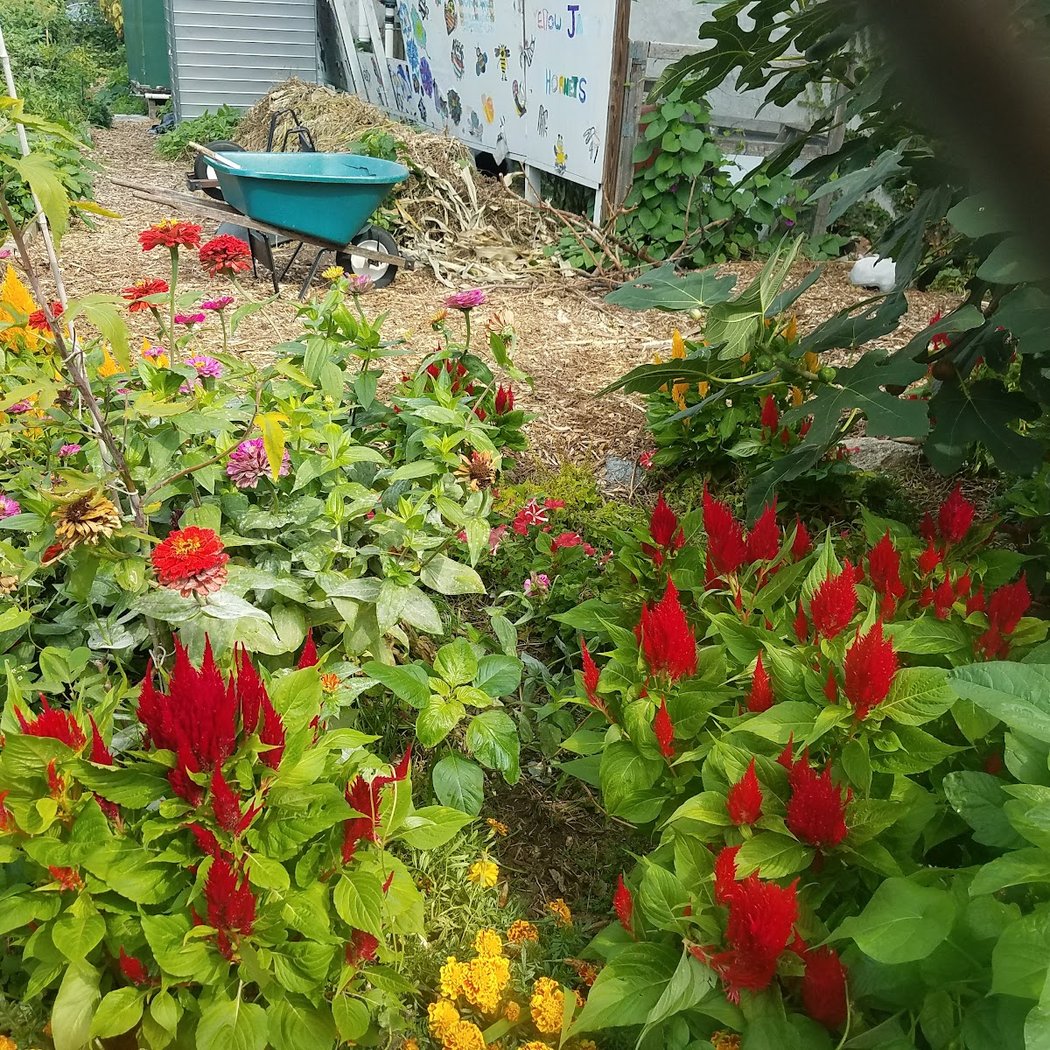 Phoenix Community Garden 3