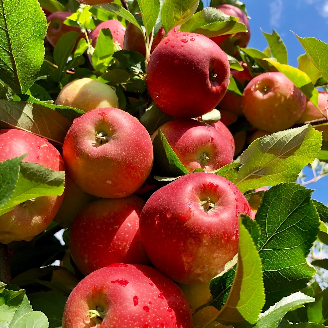 Ochs Orchard 1