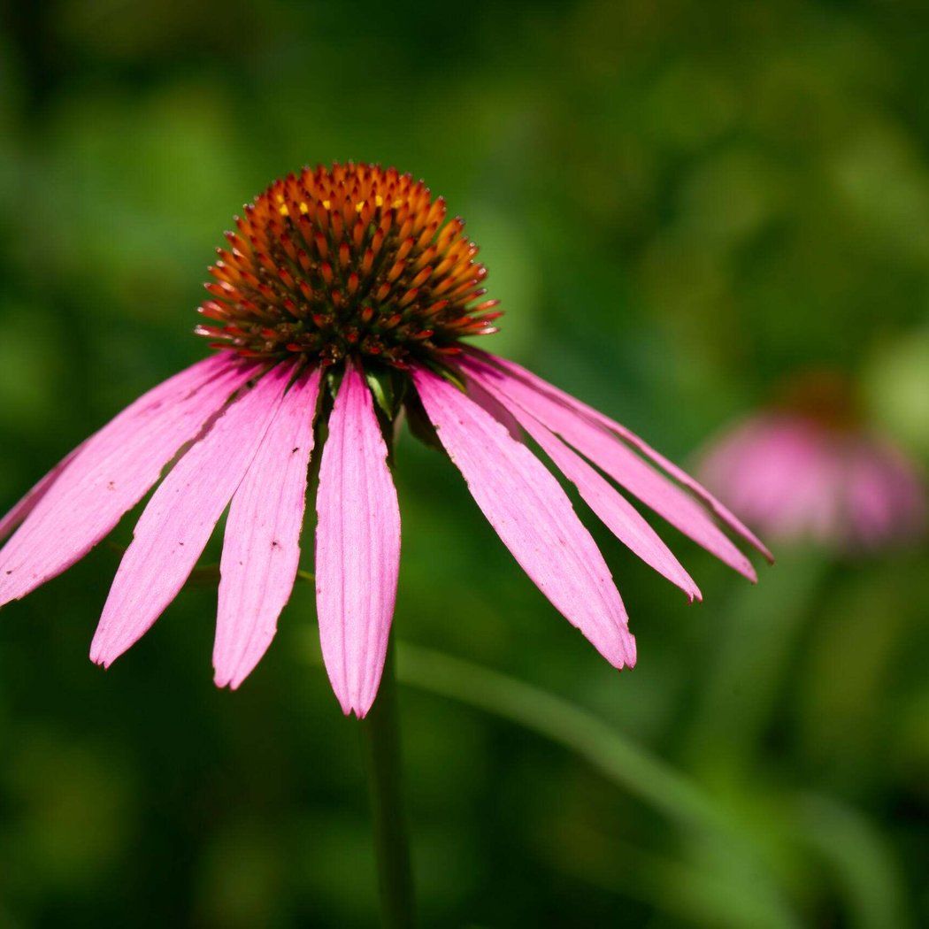 Fall Wildflower Hike 3