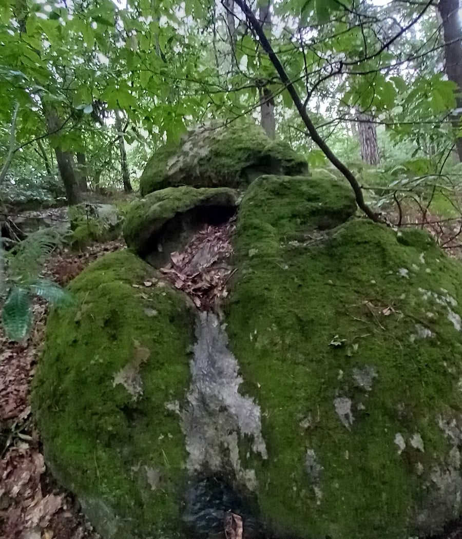 Forêt des grand avaux 2