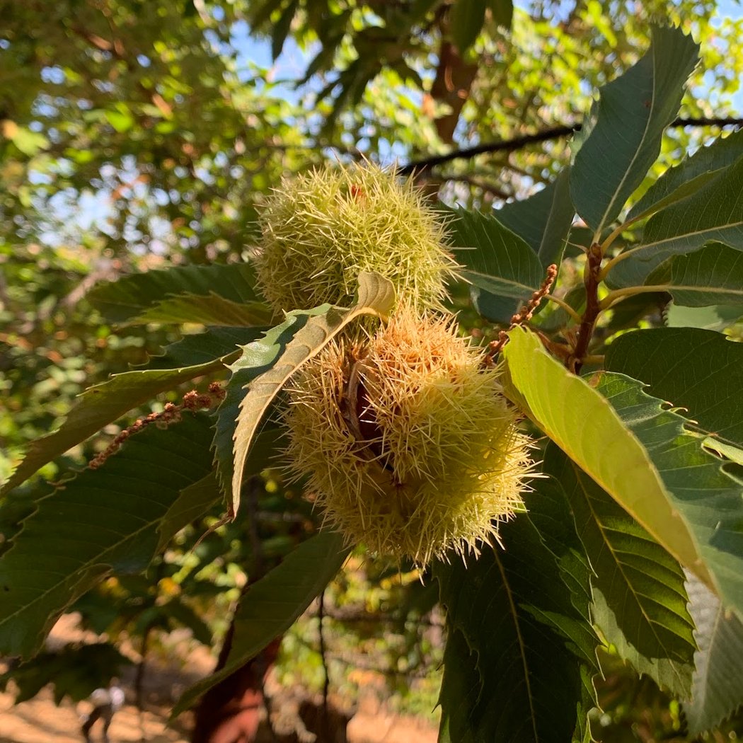 Skyline Chestnuts Orchard 2