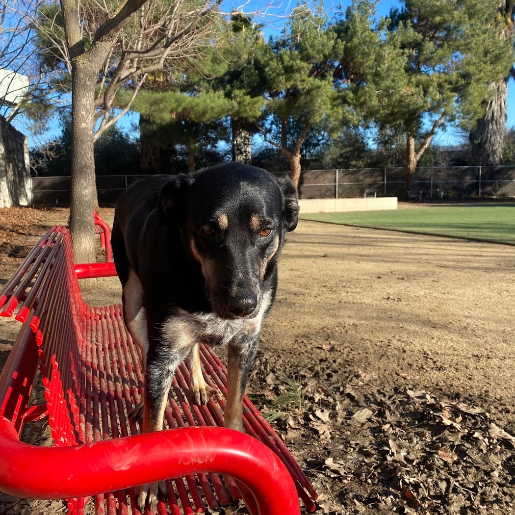 Miyuki Dog Park 2