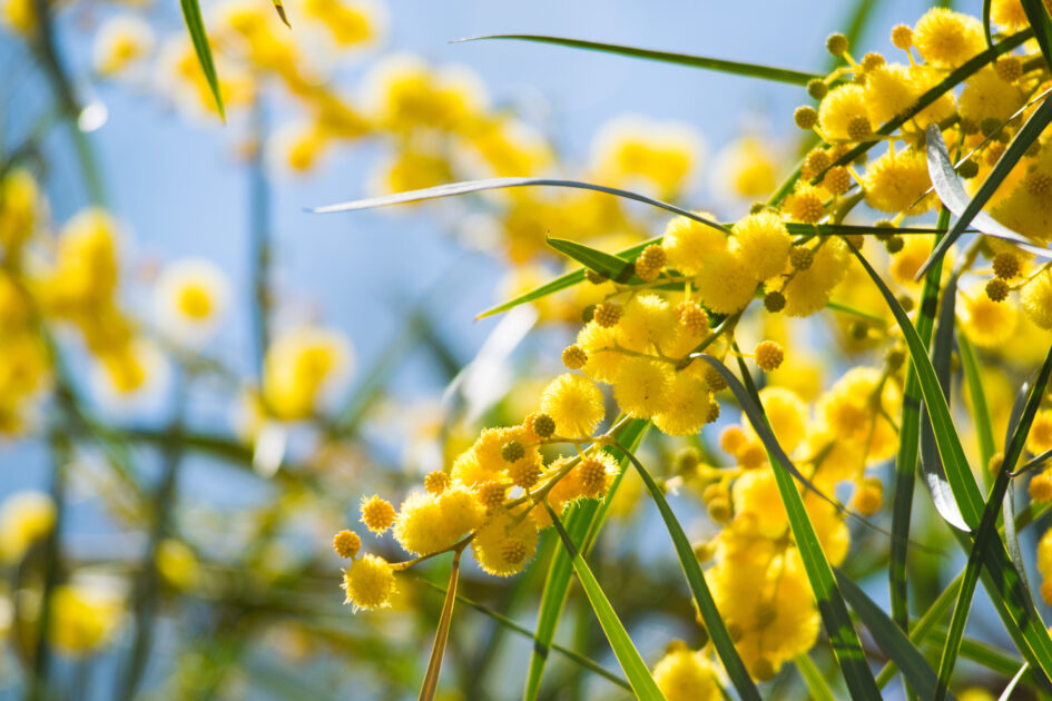 Vente de mimosa 1