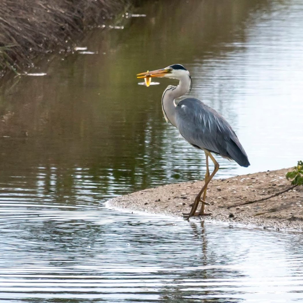 Les marais de Müllembourg, un réservoir de vie 1
