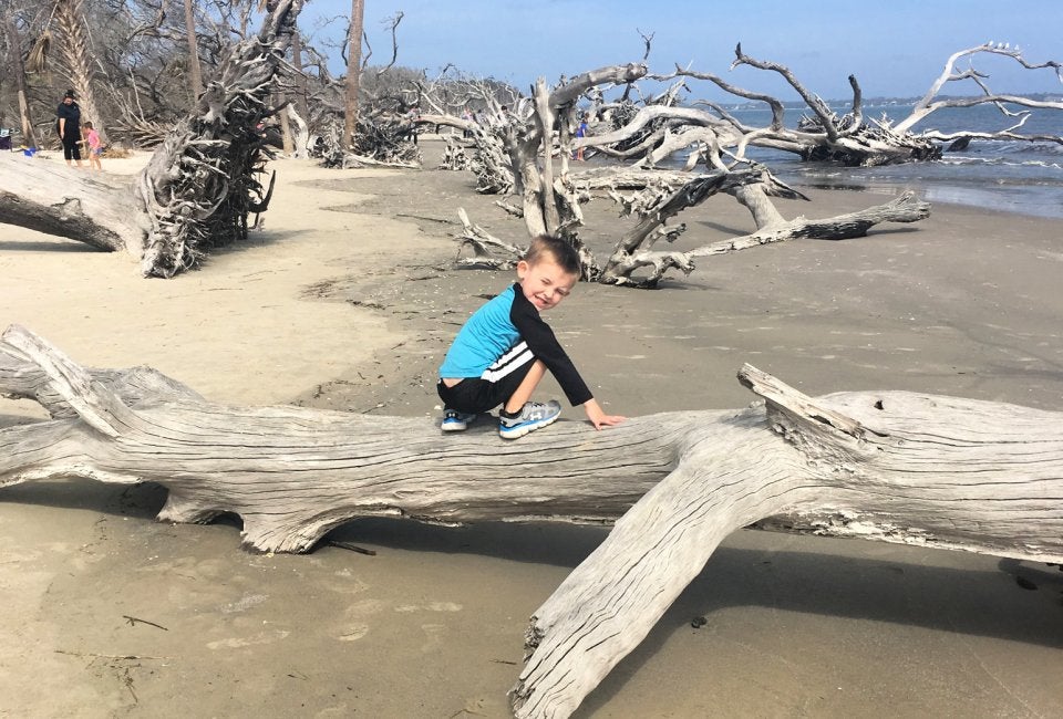 Driftwood Beach 2