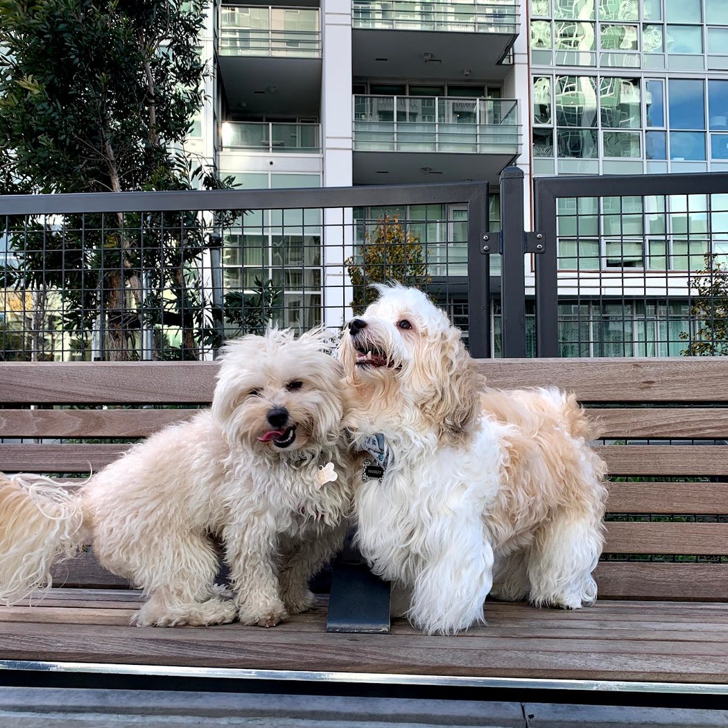 Channel Street Dog Park 1