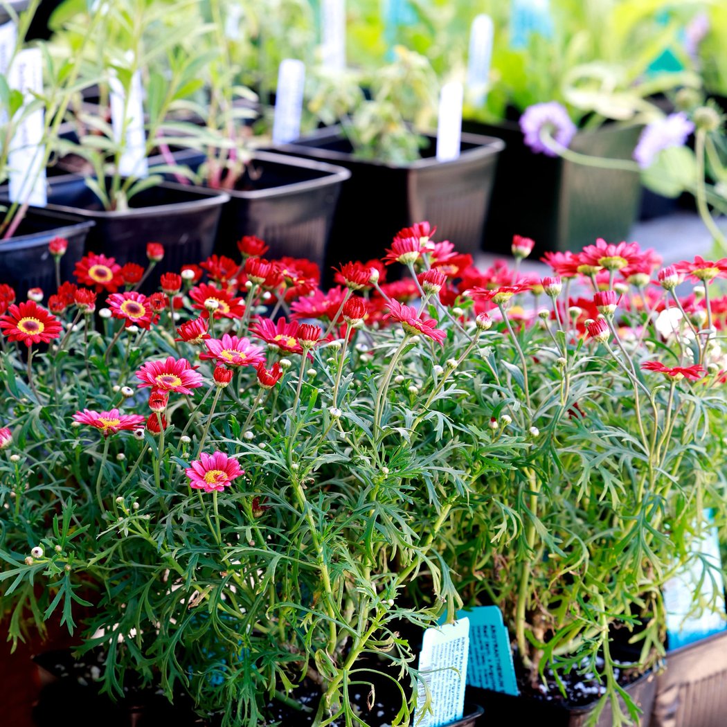 Plant Sale