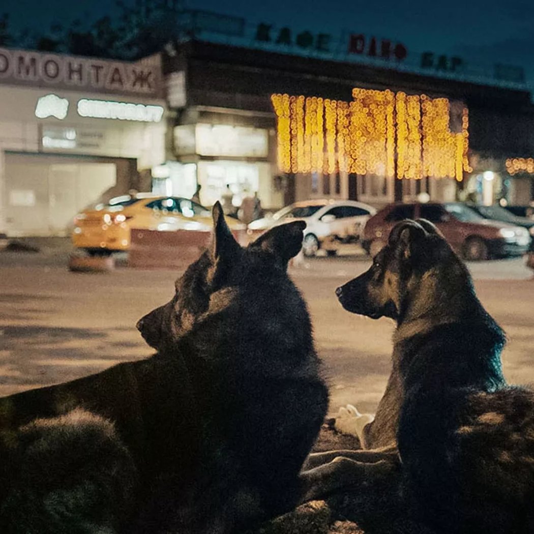 Space Dogs