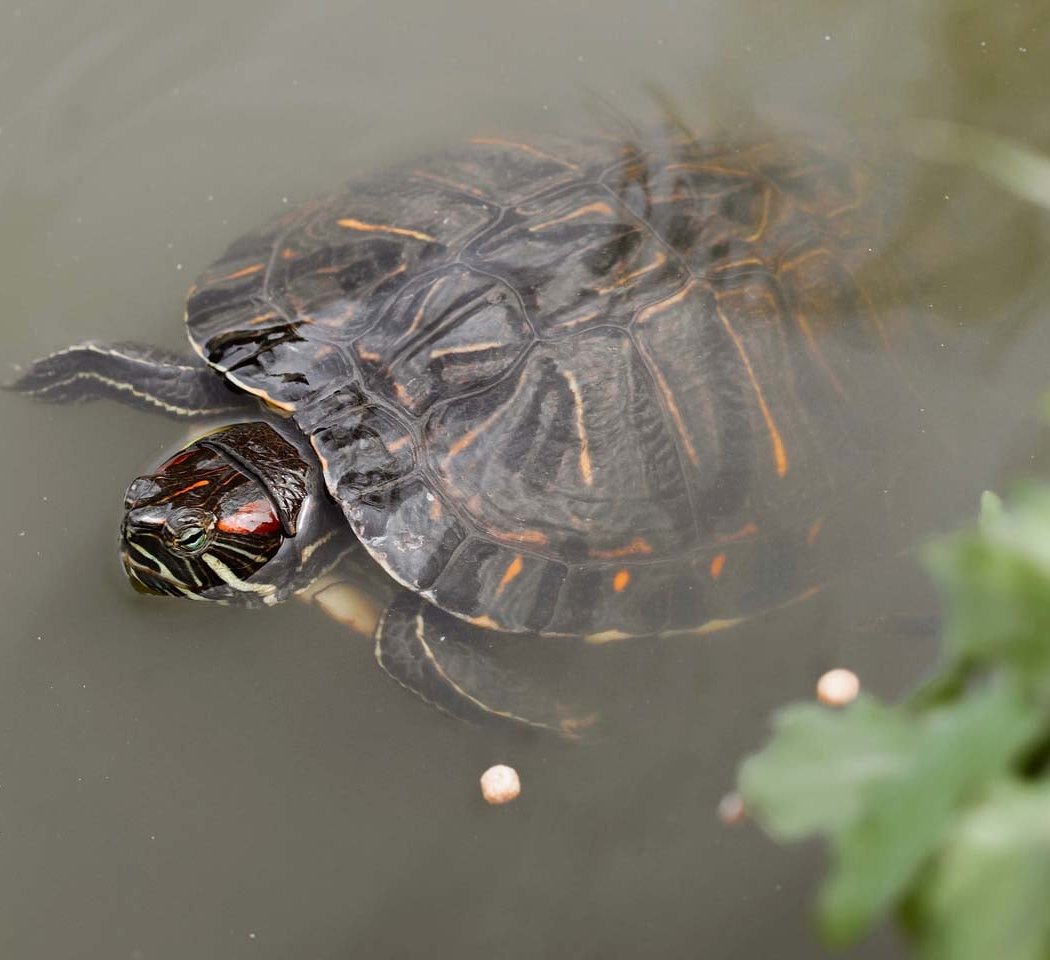 Turtle Loch Walk