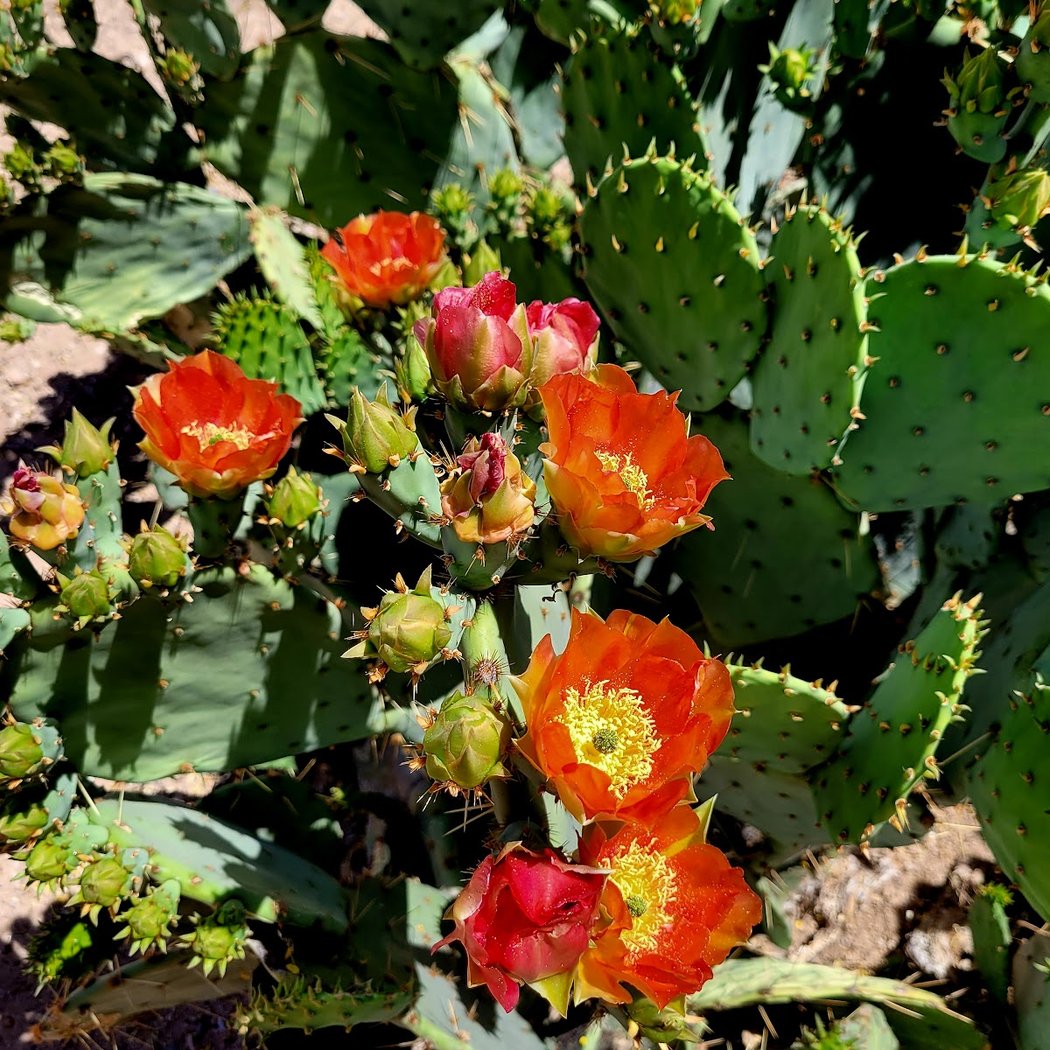 The Nature of Things: Borderlands Restoration