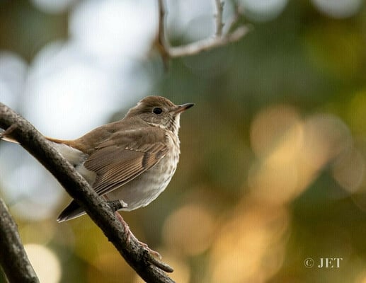 Birdwatching in the Gardens 3